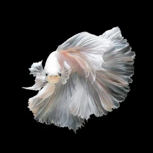 Peixe betta em destaque