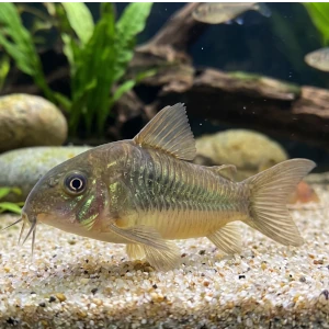 Cardume de corydoras em destaque