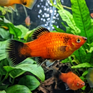 Platy em destaque