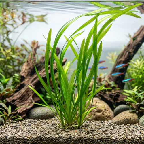 Vallisneria em destaque